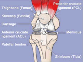 Arthroscopic Surgery Clinic Indore India, Knee Replacement and Recovery Center India,sports medicine india,the best sports medicine doctor,best sports medicine clinic,acl, acl reconstruction delhi,acl reconstruction india, arthroscopy indore,arthroscopy india,sports injury and medicines consultant, sports medicine delhi,sports medicine india, knee replacement surgery,knee surgery india,arthroscopic knee surgery india, shoulder arthroscopy surgery delhi,shoulder surgery USA, knee arthroscopy, knee arthroscopy delhi,knee arthroscopy india,shoulder, shoulder arthroscopy delhi,shoulder arthroscopy india,joint replacement,joint replacement indore